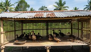 7 Tips Ternak Bebek Petelur dengan Kandang dari Bambu dan Seng Bekas, Telur Bisa untuk Dapur dan Dijual (Foto: Gemini AI)