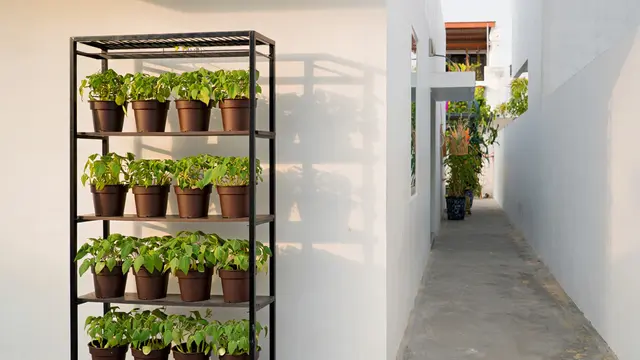 Ide Kebun Ubi Gantung (AI)