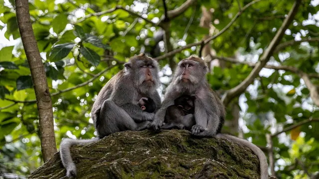 Sacred Monkey Forest