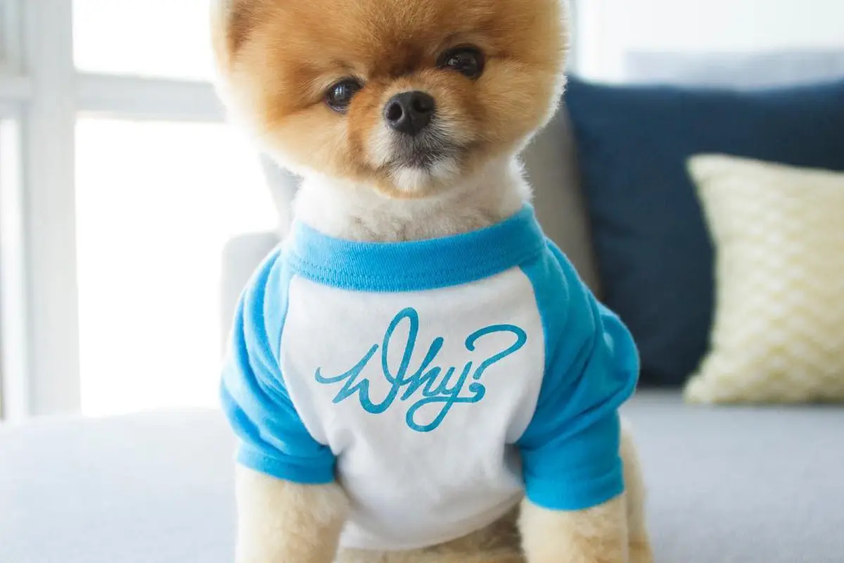 [Bintang] Anjing lucu bernama Jiff