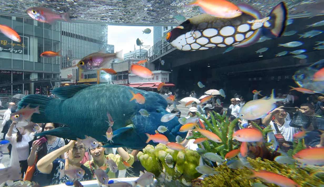 Pengunjung melihat ikan Napoleon yang berada dalam akuarium saat pameran Sony Aquarium 2017 di Tokyo (31/7). Ikan ini diangkut dari perarian pulau selatan Jepang di Okinawa. (AFP Photo/Akuhiro Nogi)