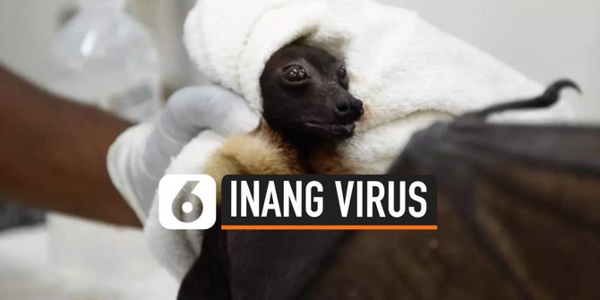 VIDEO: Kelelawar Tapal Kuda Diklaim sebagai Inang Virus Corona Covid-19