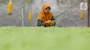 Karyawan menata sayur hidroponik jenis bayam di Serua Farm, Bojongsari, Depok, Jawa Barat, Jumat (26/6/2020). Kebun sayur yang berdiri di atas lahan seluas 1200 meter persegi dengan 25.000 lubang tanam menyediakan sayuran hidroponik bebas pestisida. (Liputan6.com/Fery Pradolo)
