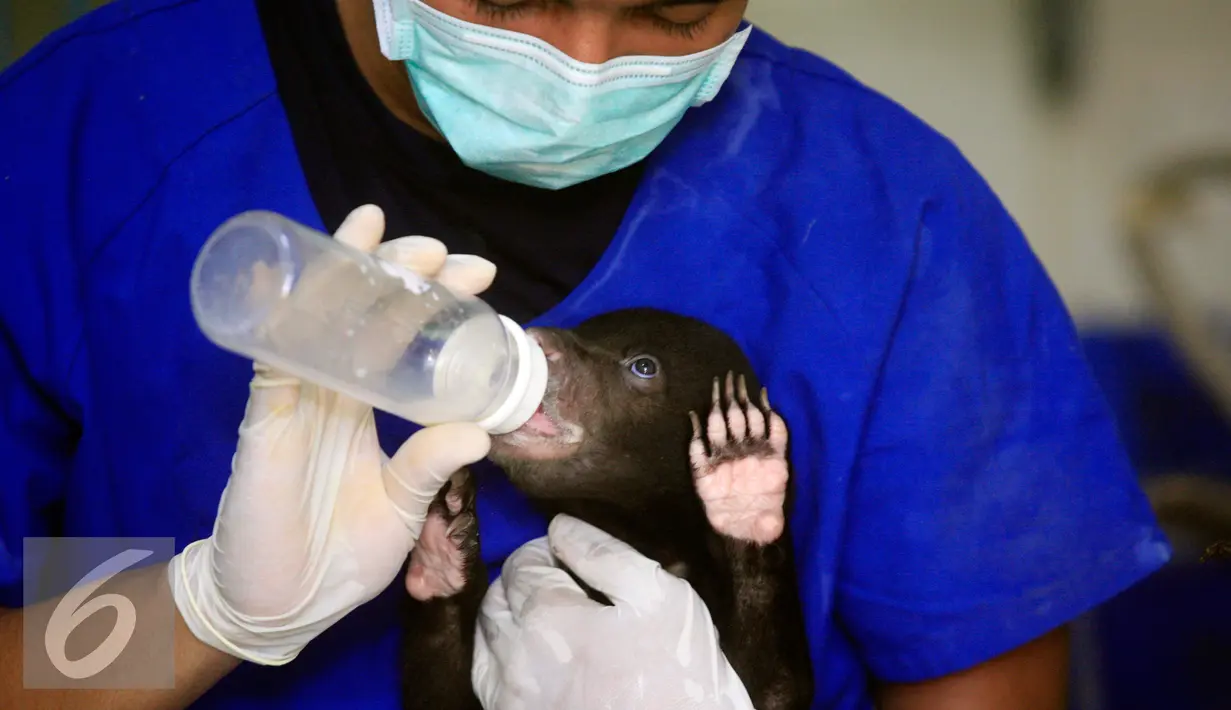Petugas memberikan susu pada bayi beruang madu sitaan pada gelar perkara penjualan satwa liar ilegal di Yayasan Konservasi Alam Yogyakarta, (17/2). Selain bayi beruang, 1 bayi lutung 13 ekor anakan merak juga di sita. (Liputan6.com/Boy Harjanto)