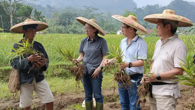 Panen Kedua, Petani Baduy Binaan YDBA Hasilkan 32,5 Ton Jahe Merah