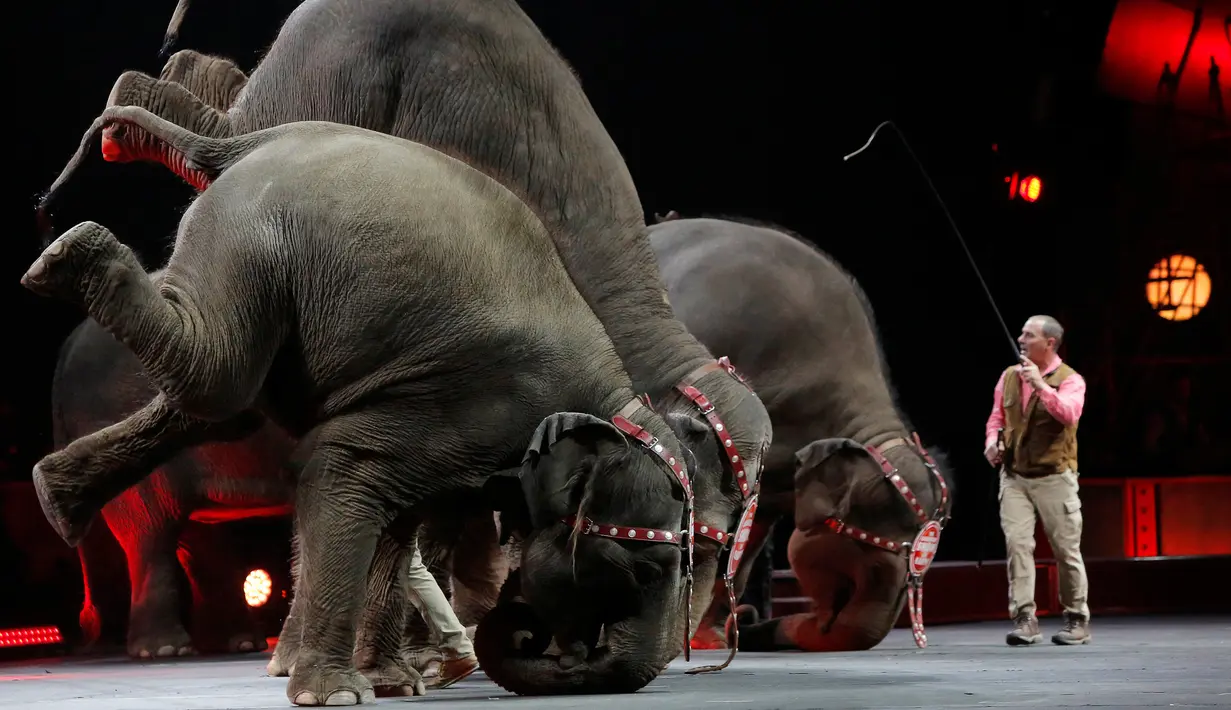  Sejumlah gajah melakukan aksi dengan mengangkat kedua kaki belakangnya selama Ringling Bros dan Barnum & Bailey Circus ' " Circus Ekstrim " di Casey Plaza, Pennsylvania , AS , 30 April 2016. (REUTERS / Andrew Kelly)