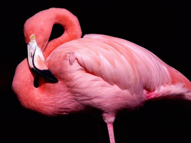 Mengapa Burung Flamingo Berwarna Pink Ternyata Ini Jawabannya Citizen6 Liputan6 Com