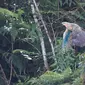 Balai Besar Taman Nasional Gunung Halimun Salak (TNGHS) melepasliarkan tiga ekor burung elang langka, Senin (4/7/2022). (Foto: Istimewa).