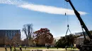 Pekerja menggunakan alat berat untuk memasang pohon Natal raksasa di halaman Gedung Capitol AS di Washington, Senin (27/11). Pohon Natal setinggi 79 kaki itu untuk persiapan menyambut Natal. (JIM WATSON/AFP)