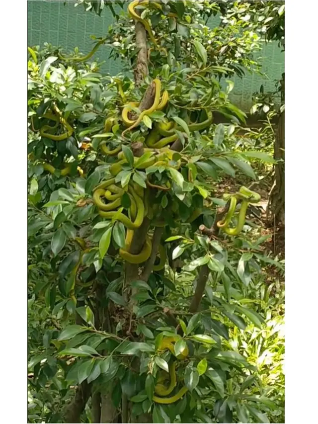 Viral Penampakan Puluhan Ular Hijau Nangkring di Pohon, Bikin Merinding