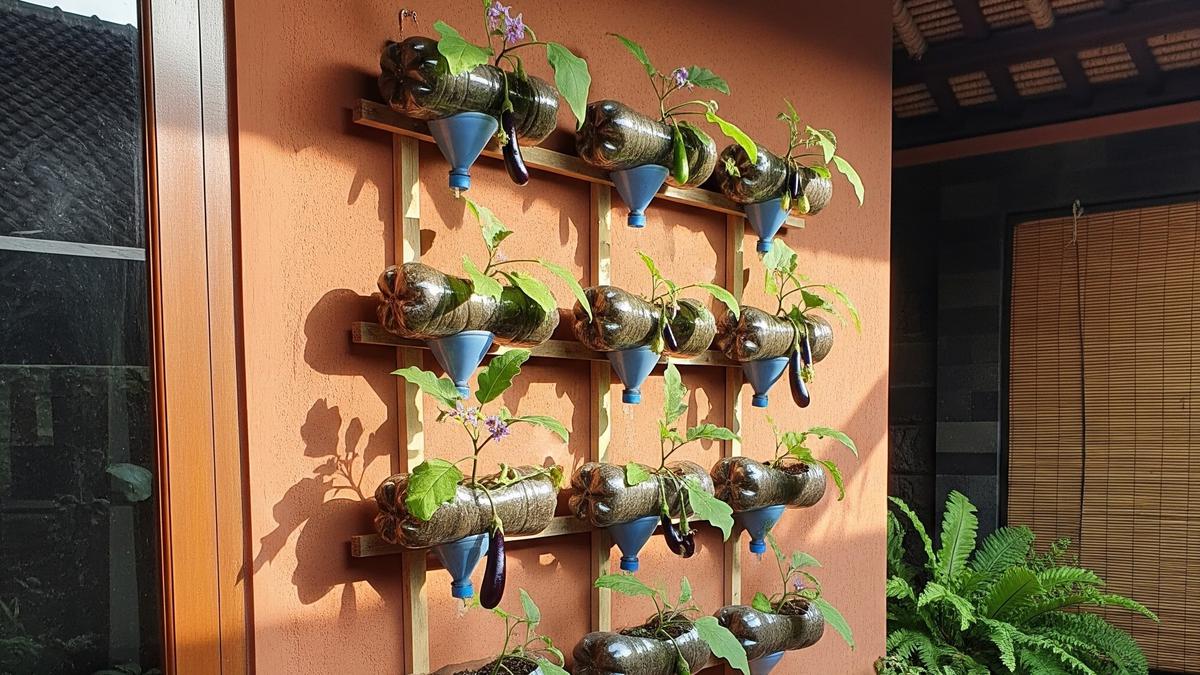 7 Ide Kebun Terong Vertikal dari Botol Plastik di Teras Rumah, Hemat Tempat dan Praktis