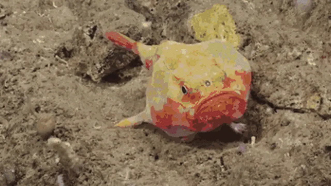 Makhluk Mirip Alien di Dasar Laut