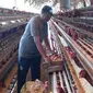 Peternakan ayam petelur milik Muhammad Yasin di Wonokoyo, Kota Malang, Jawa Timur. Kenaikan harga pakan dan afkir dini ayam ras jadi pemicu kenaikan harga telur (Liputan6.com/Zainul Arifin)