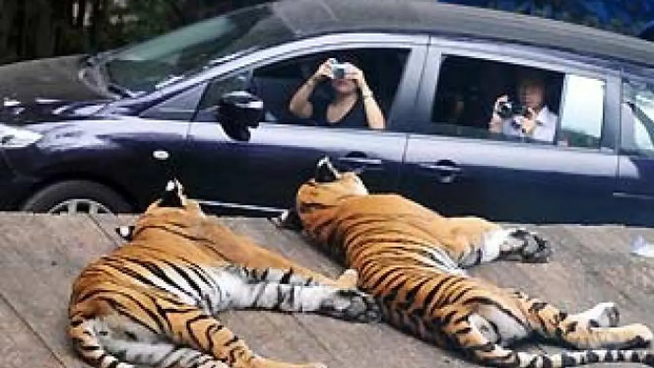 harimau