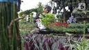 Pedagang menata tanaman hias yang dijual di Juanda, Depok, Jawa Barat, Senin (6/7/2020). Meningkatnya penjualan karena meningkatnya minat masyarakat untuk bercocok tanam saat mengisi waktu di rumah selama masa pandemi COVID-19.  (Liputan6.com/Herman Zakharia)