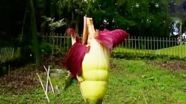 Video Bunga Bangkai Asal Sumatera Mekar Di Kebun Raya