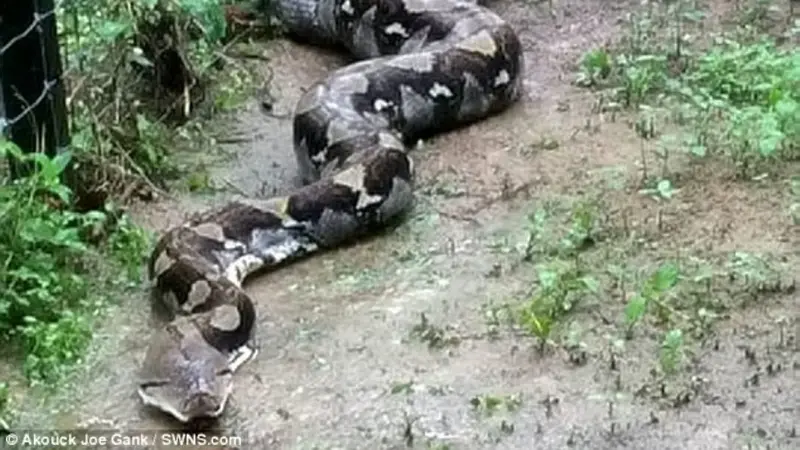 Ular piton yang memangsa dua kambing di Pahang, Malaysia. (Akouck Joe Gank)