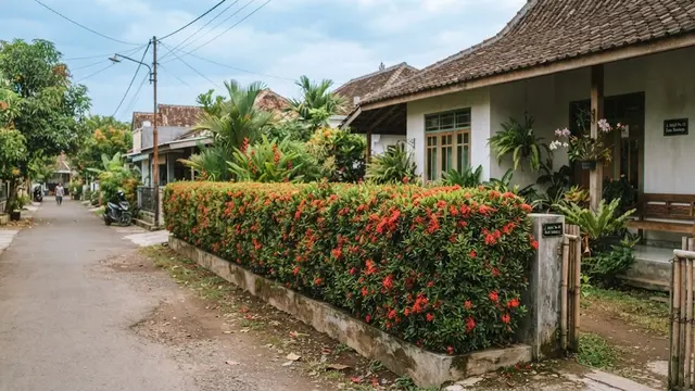 Model pagar hidup dari tanaman yang bikin rumah lebih sejuk dan privat menggunakan soka