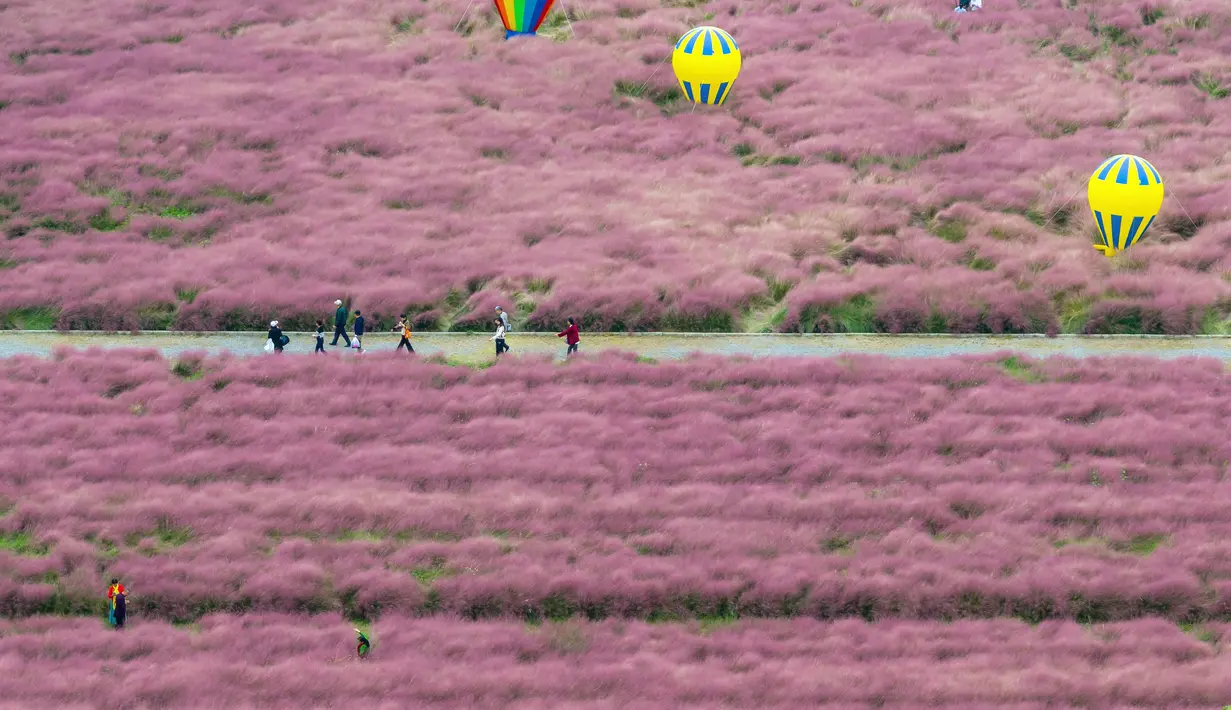 Taman ini berubah warna menjadi merah muda yang cantik saat musim gugur tiba. (STR/AFP)
