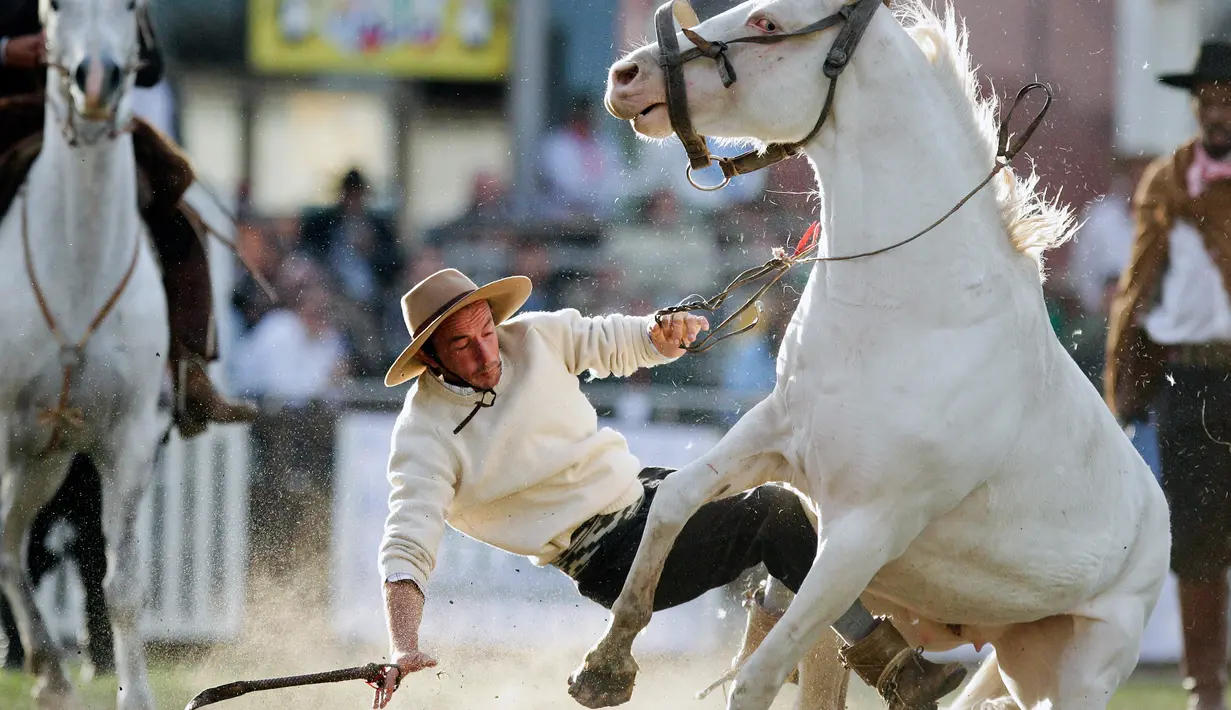 Seorang Gaucho terjatuh dalam Criolla del Prado di Montevideo, Uruguay, Rabu (12/4). Para Gaucho berjuang menaklukan kuda liar dalam perayaan tersebut. (AP Photo / Matilde Campodonico)