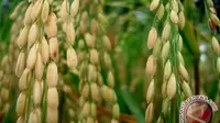 Ketika Nuklir Batan Buat Padi Berproduksi Tinggi