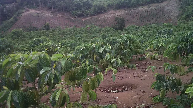 Konflik Lahan di Jambi
