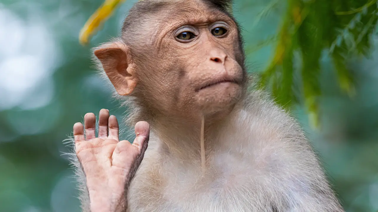 monyet