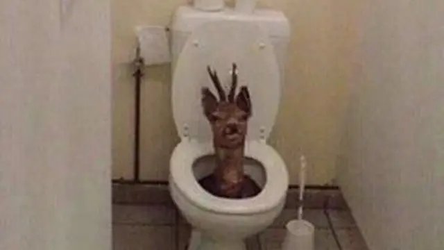 6 Potret Hewan Buang Air Besar di Toilet Ini Bikin Tepuk Jidat
