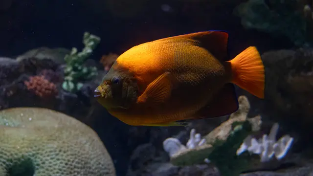 Ilustrasi Clarion Angelfish