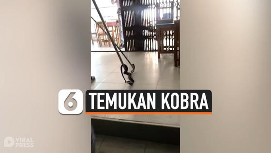 VIDEO: Pelajar Shock Temukan Kobra Berbisa Sembunyi di Toilet Sekolah