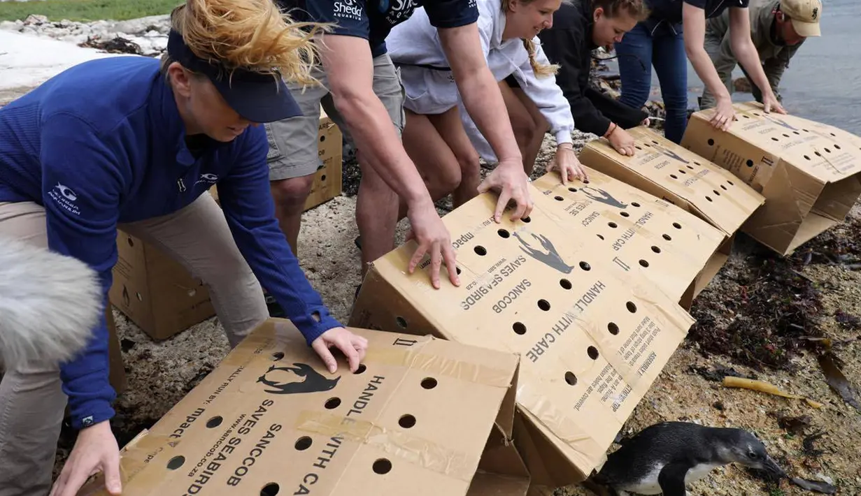 Kristen Hannigan, pelatih senior di Georgia Aquarium melepaskan anak penguin ke pantai di Stony Point, Cape Town, Afrika Selatan (8/12). Ratusan anak penguin tersebut telah direhabilitasi oleh Yayasan (SANCCOB). (Reuters/Georgia Aquarium/Addison Hill)