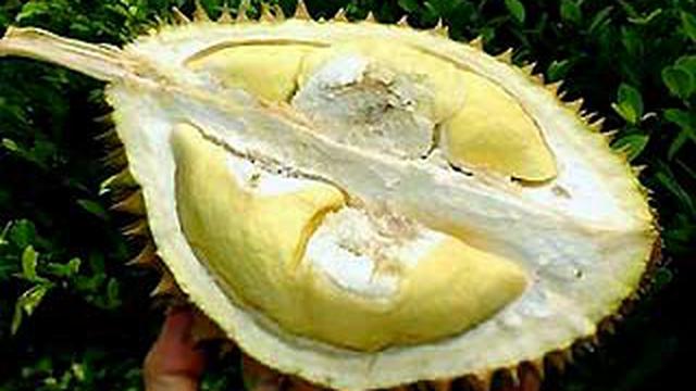 Download 42 Gambar Durian Untuk Diwarnai Paling Bagus Gratis