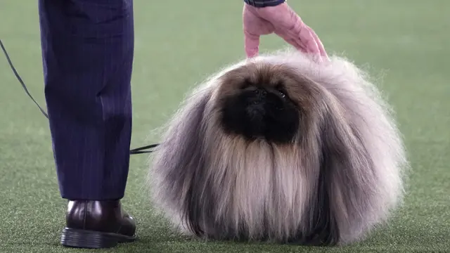FOTO: Anjing-Anjing Menggemaskan Tampil di Westminster Kennel Club Dog Show