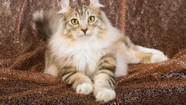 American Curl