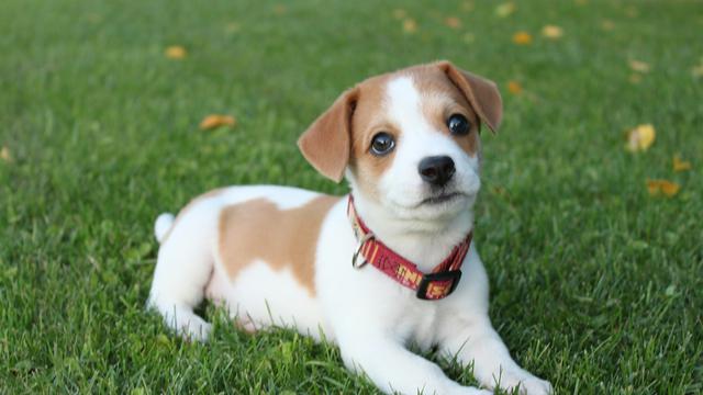 Jack Russell Terrier