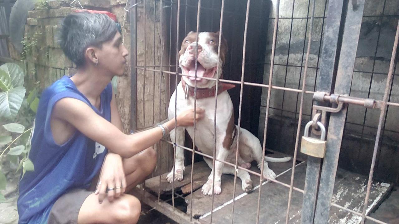 Anjing Pitbull Penggigit Bocah di Malang Dikarantina