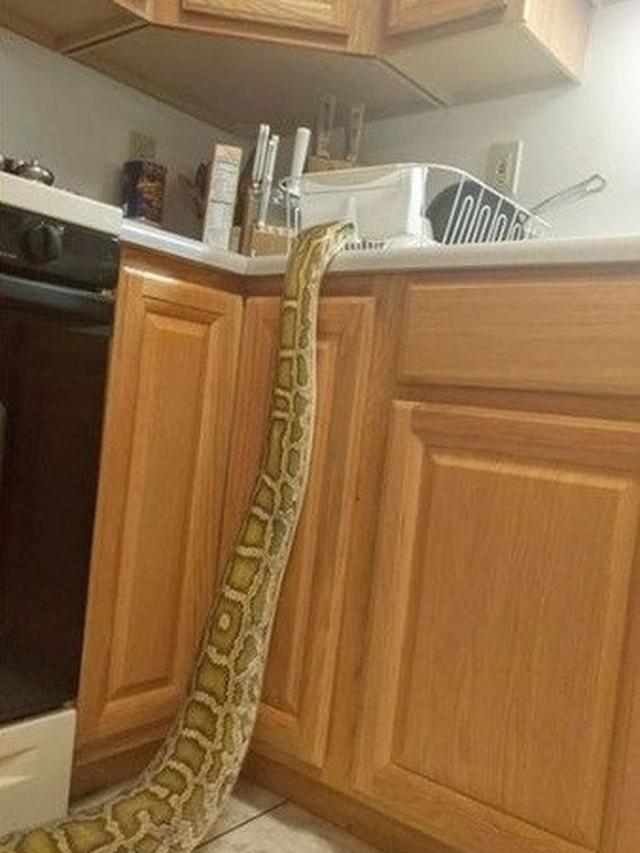 6 Momen Bikin Kaget Ketemu Ular di Dapur, Enggak Jadi Masak