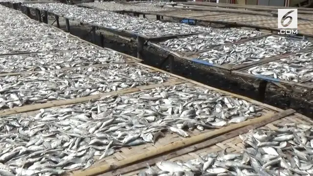 Garam Mahal, Harga Ikan Asin Ikut Melonjak