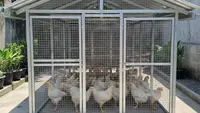 9 Desain Kandang Ayam Baja Ringan: Solusi Modern untuk Peternakan Rumahan