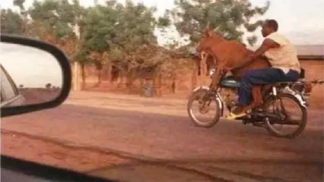6 Potret Orang Bawa Sapi Pakai Motor Ini Bikin Was-Was Lihatnya