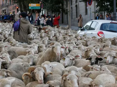 Penggembala memimpin domba melewati pusat kota Madrid di Spanyol, 21 Oktober 2018. Para gembala menggiring ribuan ekor domba ke jalanan yang merupakan kegiatan tahunan bernama Festival Fiesta de la Trashumancia. (AP Photo/Paul White)
