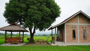Desain Rumah Desa dengan Area Santai Bawah Pohon Mangga. (Foto: AI)