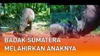 Seekor Badak Sumatera bernama Rosa melahirkan anaknya mengundang perhatian.