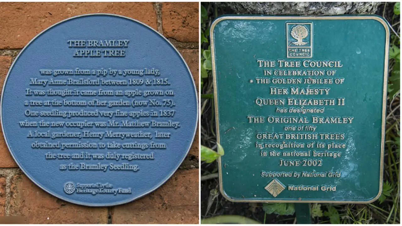 Apel Bramley (1)