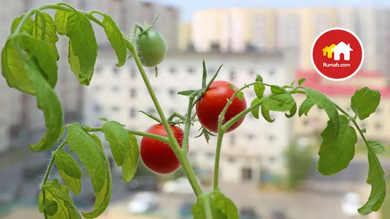 20170928-tips berkebun di balkon apartemen