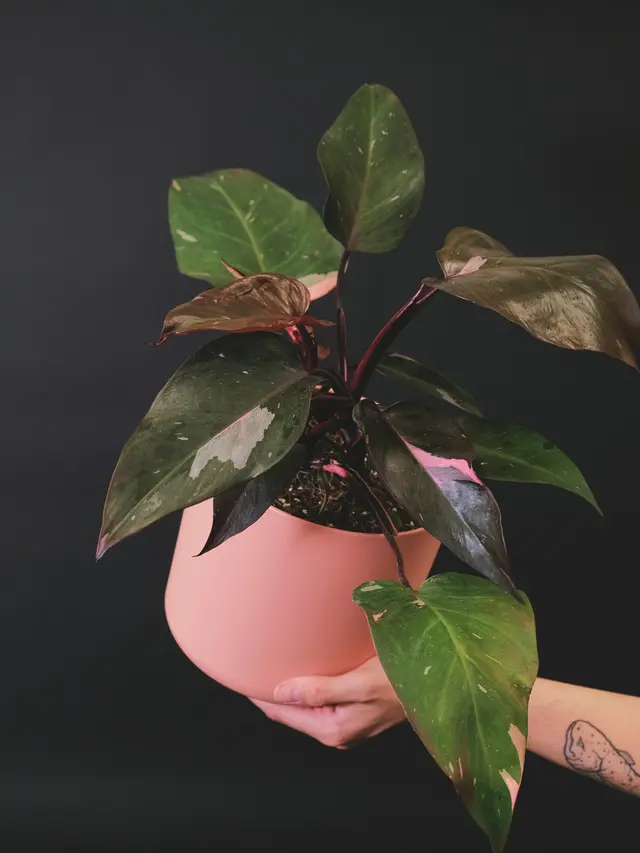 Philodendron Pink Princess