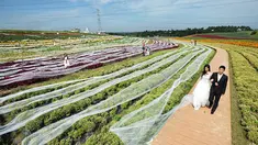 Jing dan suaminya berjalan sejauh kurang lebih 5km saat hari pernikahan.Bukan berjalan di jalan umum, melainkan di sebuah kebun dengan mengenakan baju pengantin yang super panjang