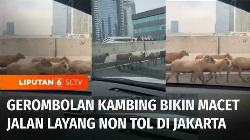 VIDEO: Sekelompok Kambing Bikin Macet Jalan Layang Non Tol Casablanca, Jakarta Selatan