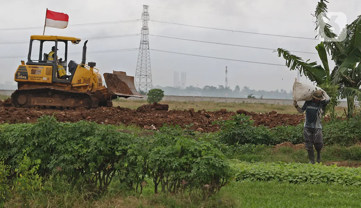 Petani beraktivitas di antara tanaman kangkung di lahan pertanian kawasan Rorotan, Cilincing, Jakarta Utara, Selasa (5/1/2021). Berdasarkan data Dinas Ketahanan Pangan, Kelautan, dan Perikanan Provinsi DKI, hanya terdapat sekitar 414 hektare lahan sawah di Ibu Kota. (Liputan6.com/Herman Zakharia)