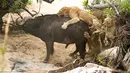 Kerbau tua tersebut tampak tak menyerah meski kawanan singa kelaparan berupaya keras memangsa tubuhnya, di Londolizi Game Reserve, dekat Taman Nasional Kruger, Afrika, Kamis (23/7/2015). (Dailymail)